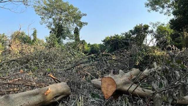 বৃক্ষনিধন মহামারী সমগ্র পৃথিবী জুড়ে!!